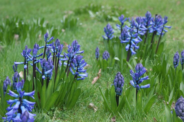 1280px-hyacinths_at_ventnor_botanic_garden_2